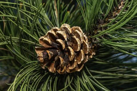 Green long cones on a coniferous tree, Stock Photos
