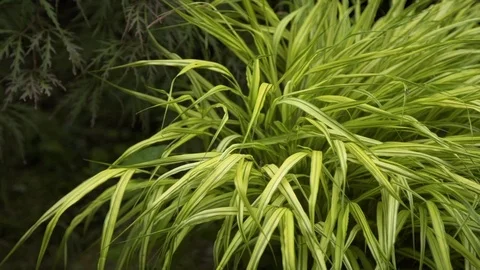 Green long grass   Stock Footage 111016822