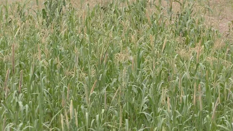 The green long grass with open fields Stock Footage 111887275