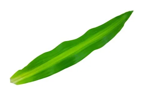 Green long leaf isolated Stock Photos
