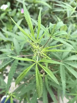 Green long leaf Stock Photos