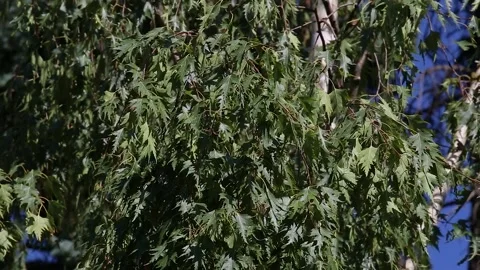 Green long leaves of the birch tree Betula pendula Laciniata Stock Footage 152819574