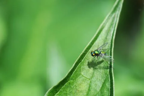 Green Long-Legged Fly on a Leaf Stock Photos