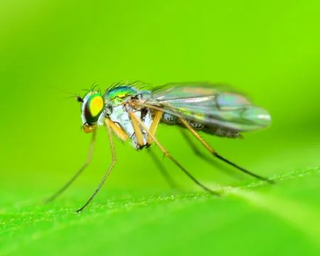 Green long legged fly Stock Photos