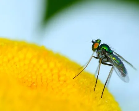 Green long legged fly Stock Photos