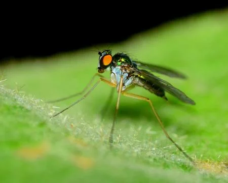 Green long legged fly Stock Photos