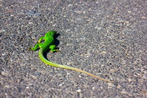 Green long lizard on the ground Stock Photos