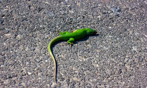 Green long lizard on the ground Foto stock