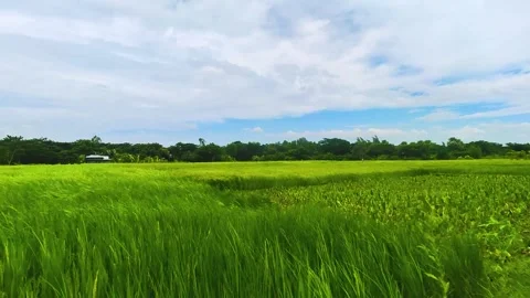Green Long Rice Grass in wind Stock Footage 275397316