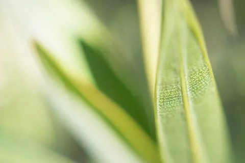 Green long thin casting texture of leaves macroshooting Stock Photos