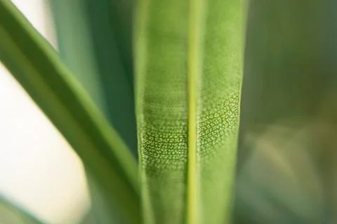 Green long thin casting texture of leaves macroshooting Stock Photos