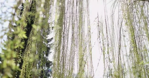 Green long tree branches hang beautifully and sway with the wind in the park Stock Footage 130433217