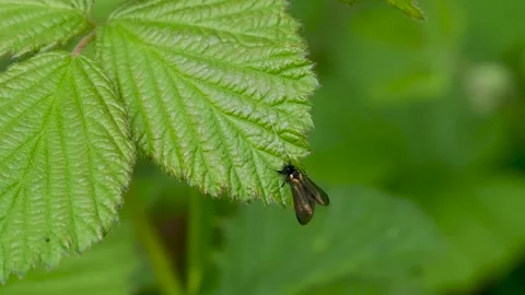 Green Longhorn Moth on a Bramble Leaf Stock-Footage 343435298