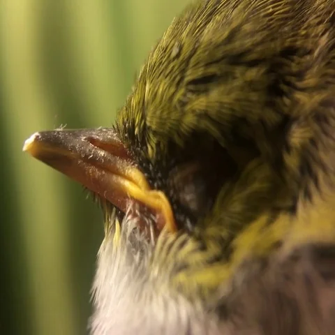 Green Lori Bird Close Up Stock-Footage 69497655
