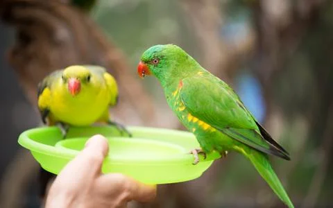 Green lorikeet feeding Stock Photos
