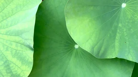 Green lotus leaf close up. Stock Footage 108506265