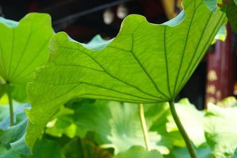Green Lotus Leaf Close Up Stock Photos