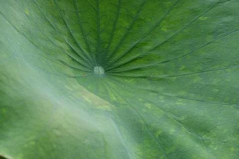 Green Lotus Leaf Close Up Stock Photos