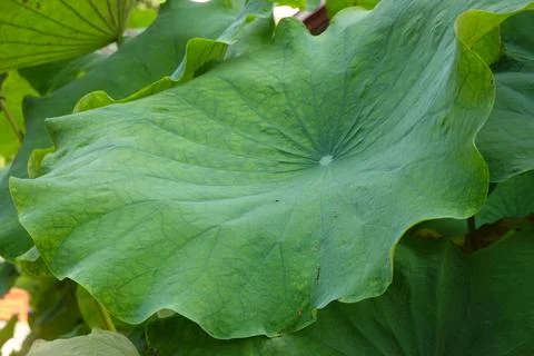 Green Lotus Leaf Close Up 스톡 사진