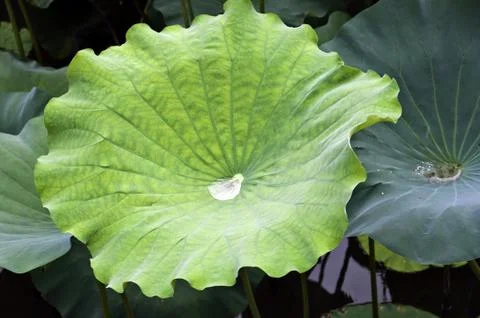 Green Lotus leaf with drop inside Stock Photos