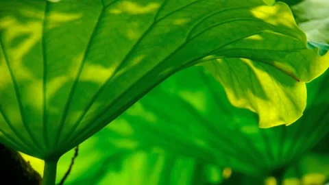 Green lotus leaf Video stock 236914664