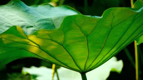 Green lotus leaf Video stock 236915415