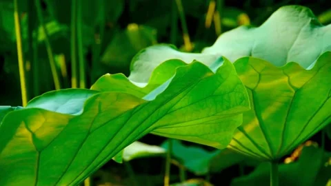 Green lotus leaf Video stock 236915835