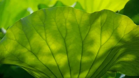 Green lotus leaf Stock Footage 236916289