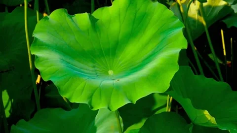 Green lotus leaf Video stock 236916429