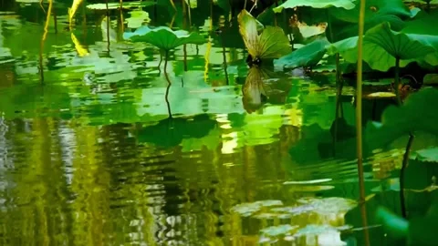 Green lotus leaf Stock Footage 236916480