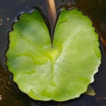 Green lotus leaf Stock Photos