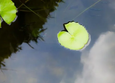 Green lotus leaf Stock Photos