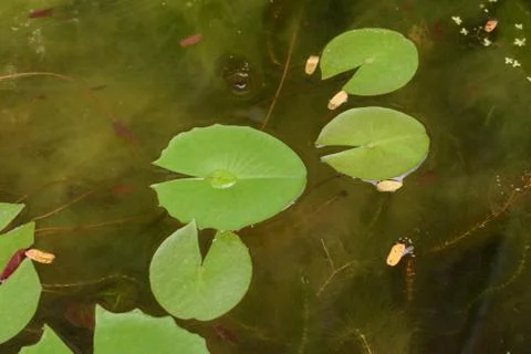 Green lotus leaf Stock Photos