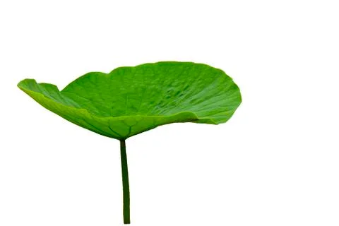 Green Lotus leaf on a white background. Isolated. Stock Photos
