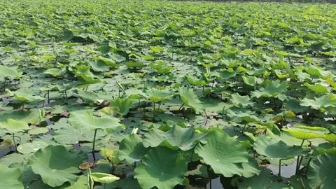Green lotus leaves fields in the pond and the bright sun Stock Footage 302786568