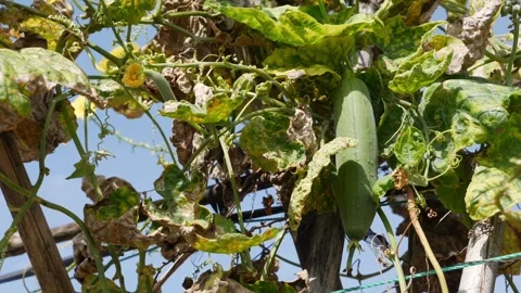 Green luffa fruit appears among dense foliage with intertwined stems filling the 動画素材 331517277