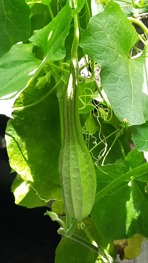 Green luffa fruit, hanging from vine swaying gently in light breeze with lu.. Stock Footage 343249478
