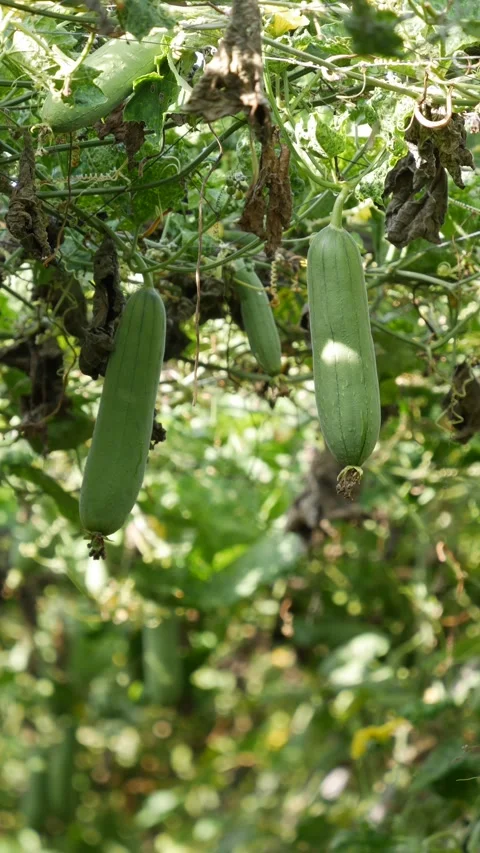 Green luffa gourds hang on a leafy vine in a sunny garden trellis. Tropical crop Stock Footage 344849982