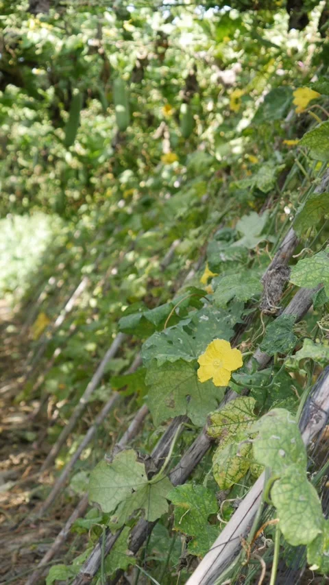 Green luffa vines climb a row of garden supports with large leaves and yellow fl Stock Footage 346245864