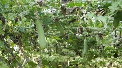 Green luffa vines with long hanging fruits growing on a garden trellis among den 스톡 동영상 342122767