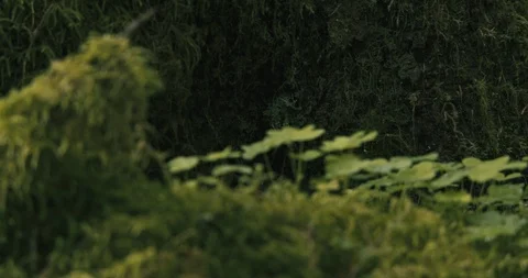 Green lush flora growing in the forest Stock Footage 97613465