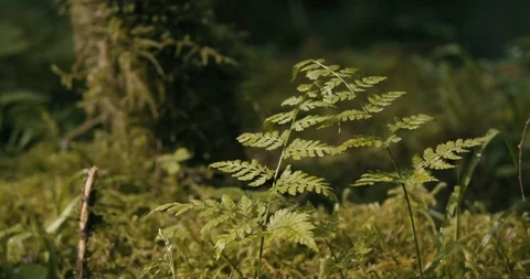 Green lush flora growing in the forest Stock Footage 97613635