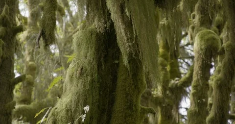 Green lush flora on tree branch in forest Stock Footage 97614812