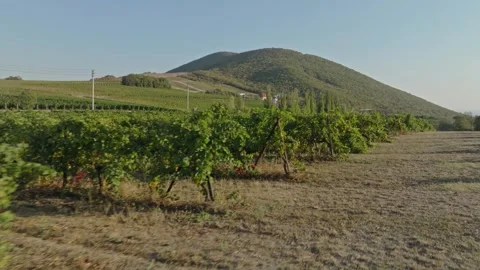 Green, lush grape terroir in a hilly area somewhere in Italy. Stock Footage 270067853
