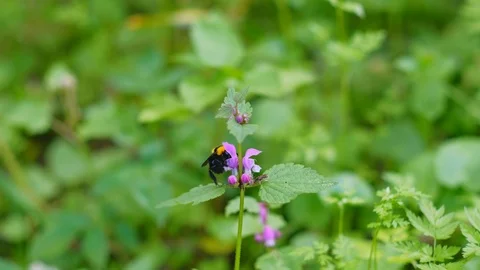 Green lush grass, bee flying and sits on flower on nature background. Stock Footage 111903830