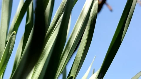 Green lush grass swaying in the wind on sky background, close-up Stock Footage 183313904