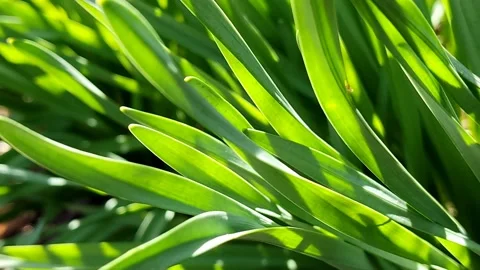 Green lush grass swaying in the wind, close-up Stock Footage 183314831