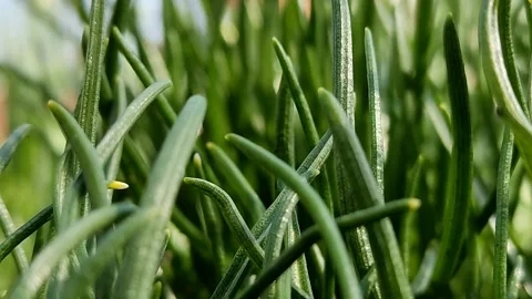 Green lush grass swaying in the wind on sky background, close-up Stock Footage 183315564