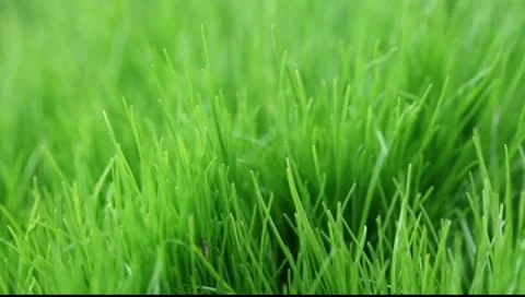 Green lush grass under the spray of rain Video stock 10600315