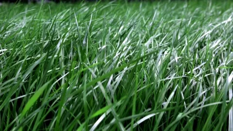 Green lush lawn background. Close-up side view. Field of dense grass in Stock Footage 169091544